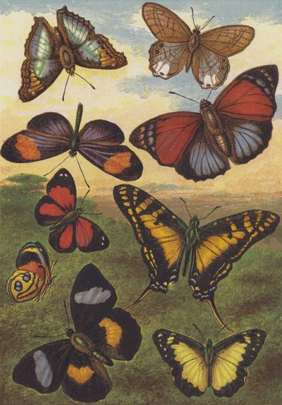 Mariposas tropicales de English School